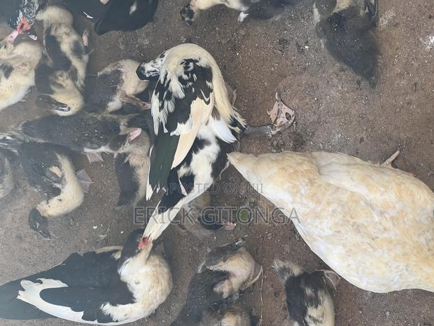 Duck And Ducklings For Sale - thumbnail 5