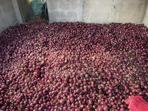 Well Cured Red Onions for Sale - thumbnail 4