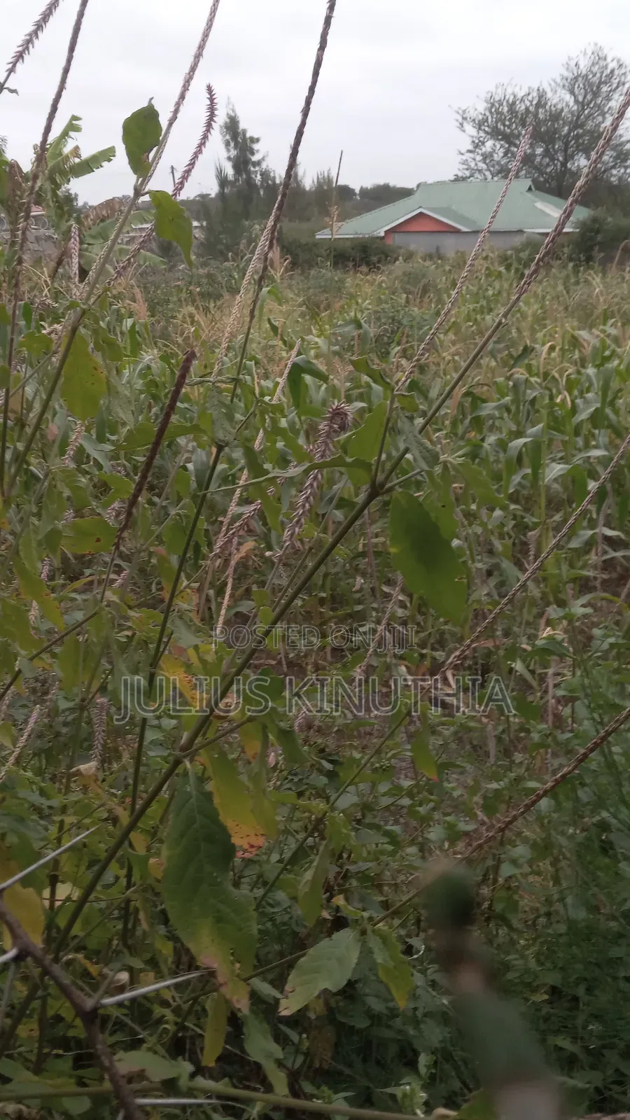Quater Acre Land for Sale.