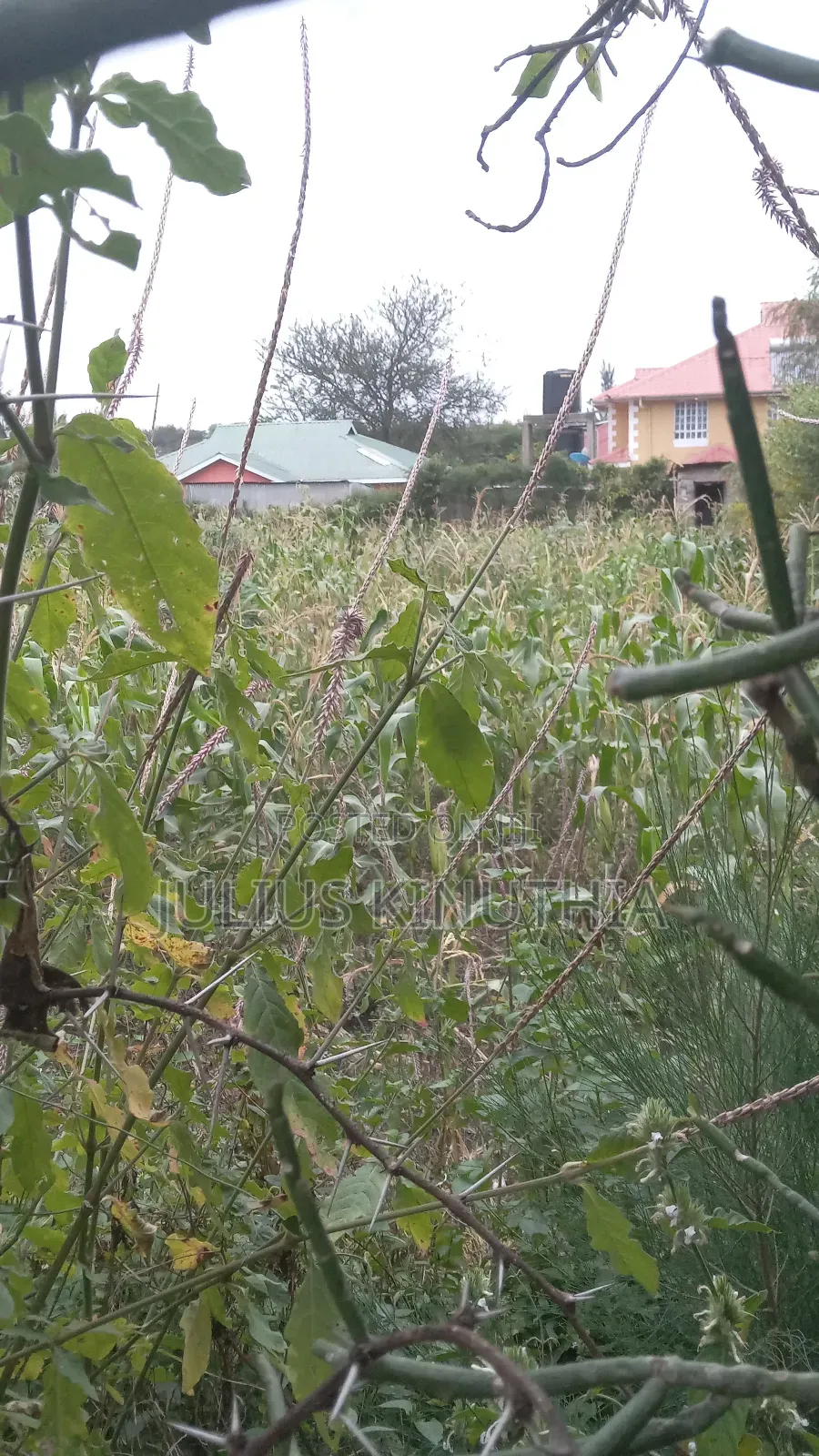 Quater Acre Land for Sale.