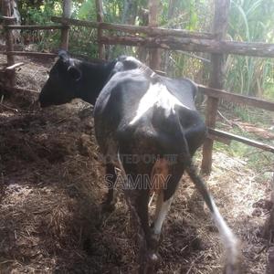 Fresian Cow - main view