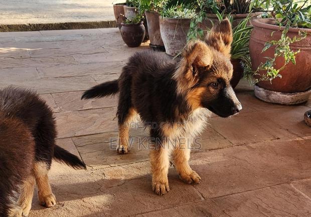 3-6 months Male Purebred German Shepherd - main view