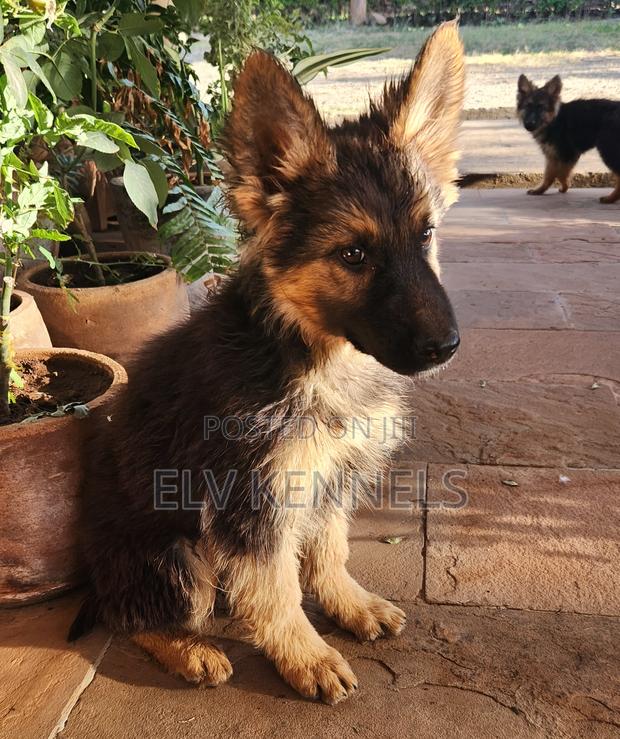 3-6 months Male Purebred German Shepherd - thumbnail 5