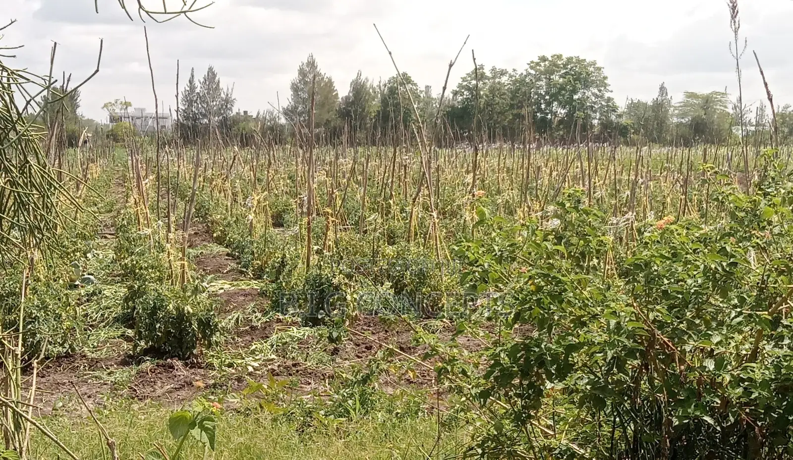50*100 Plots For Sale In Mavoko, Near Ruai Kangundo Road.