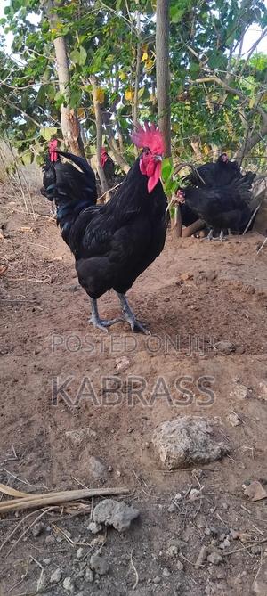 Fertilized Black Australorp Eggs - thumbnail 2