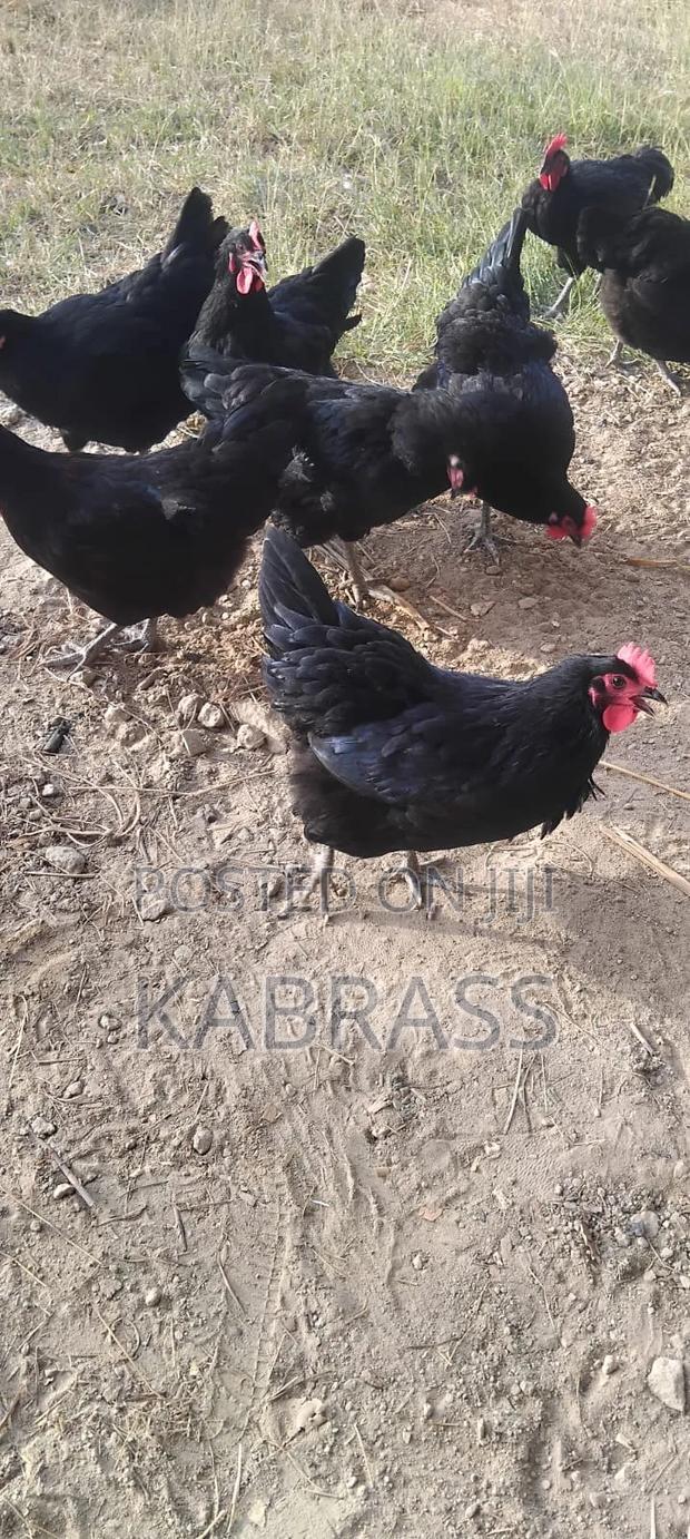 Fertilized Black Australorp Eggs - thumbnail 3