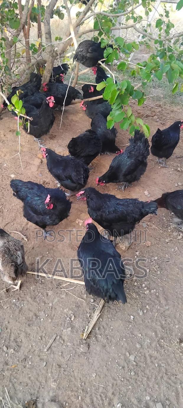 Fertilized Black Australorp Eggs - thumbnail 4