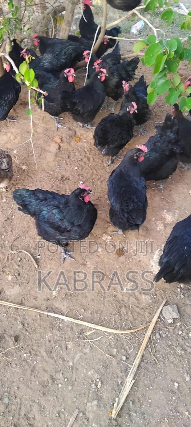 Fertilized Black Australorp Eggs - thumbnail 5