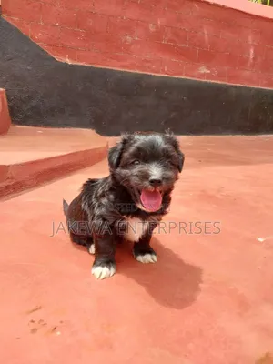 1-3 months Male Purebred Havanese