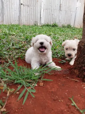 1-3 months Female Purebred Havanese