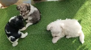 1-3 months Male Purebred Havanese