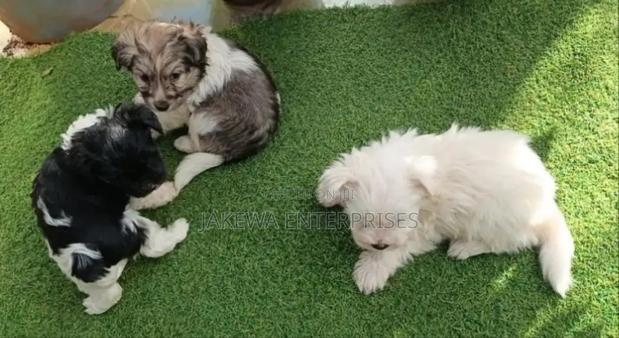 1-3 months Male Purebred Havanese