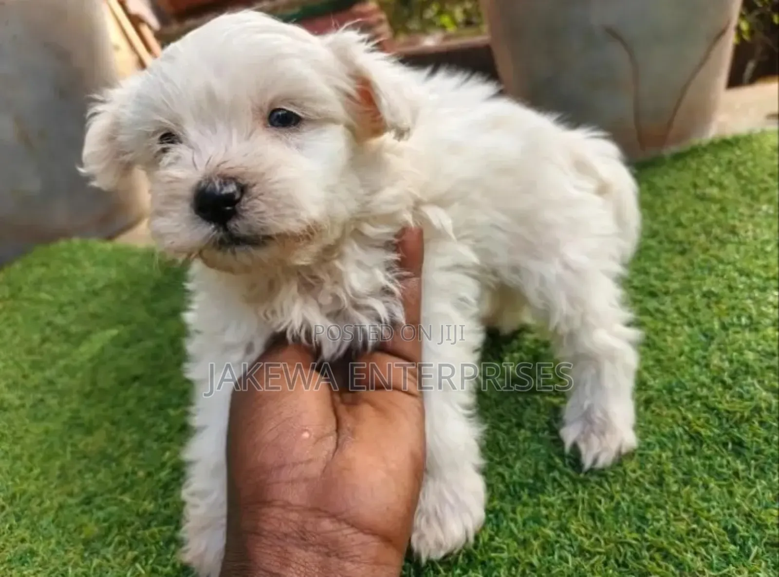 1-3 months Female Purebred Havanese