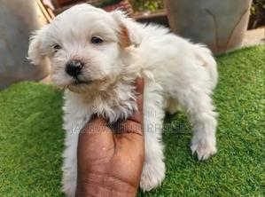 1-3 months Female Purebred Havanese - thumbnail 2