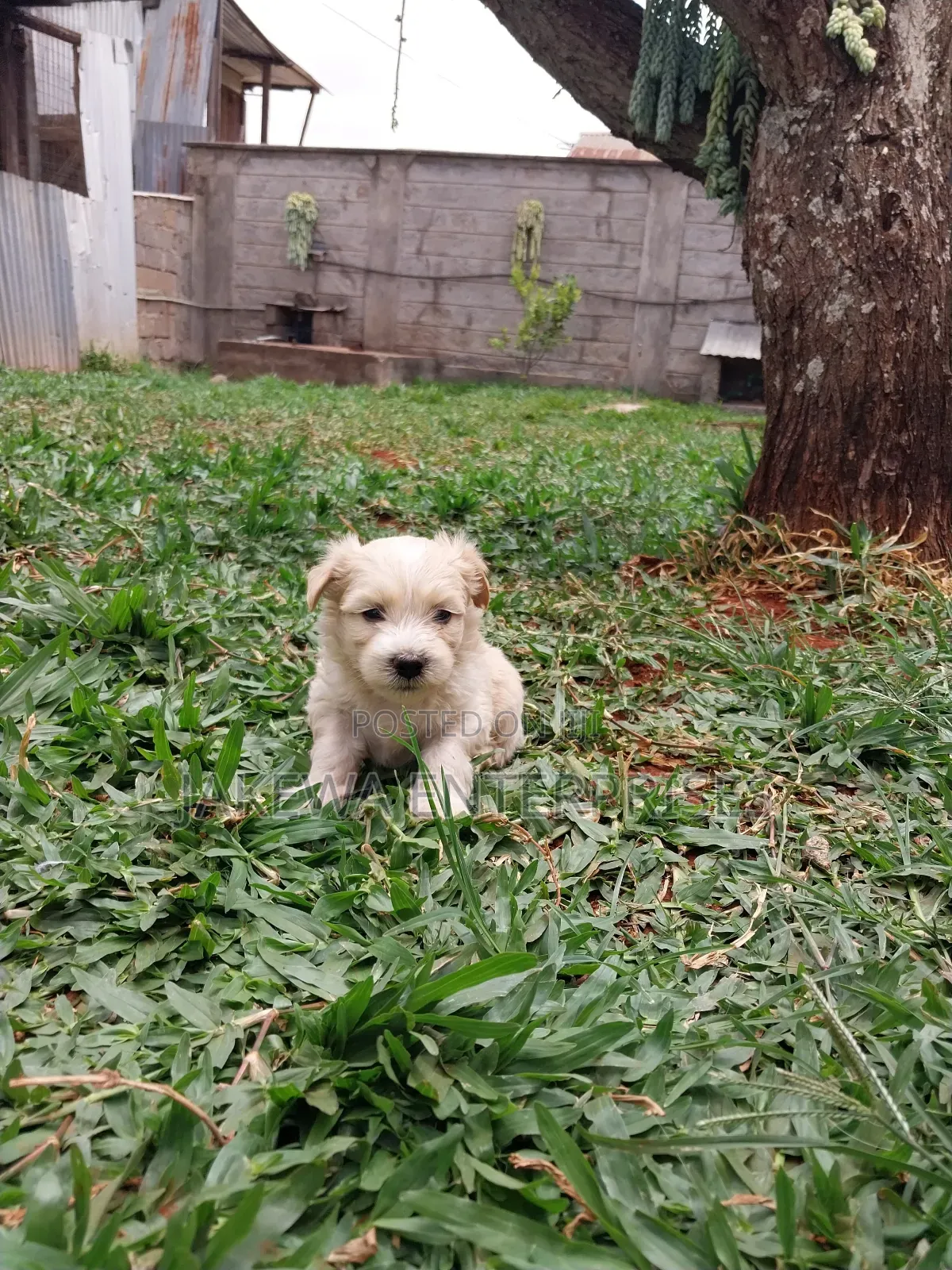 1-3 months Male Purebred Havanese