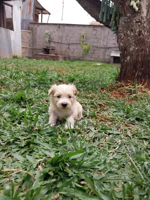 1-3 months Male Purebred Havanese