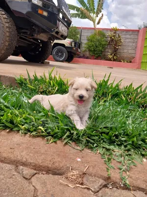 1-3 months Female Purebred Havanese