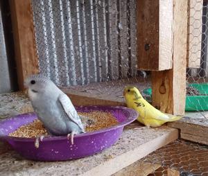 Young Australian Budgies Available - main view