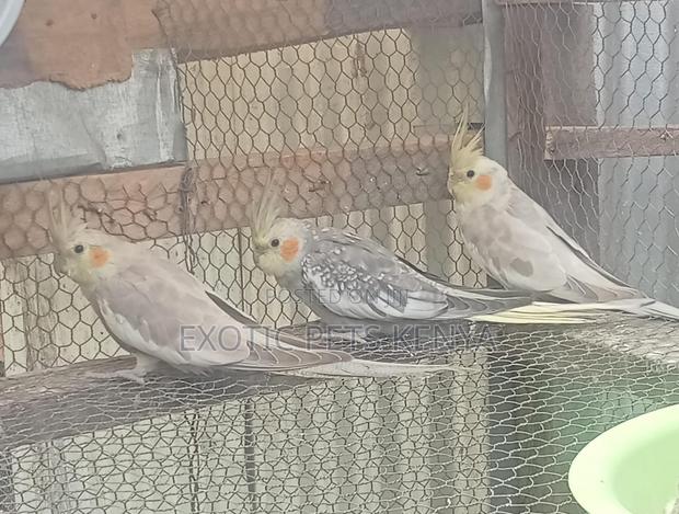 Cockatiel Youngsters