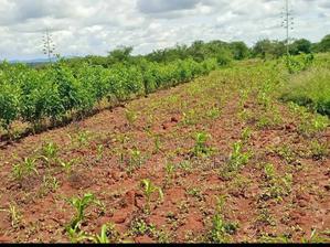 2.8 Acres at Kivandini Matuu, Fertile Land With Papers - thumbnail 2