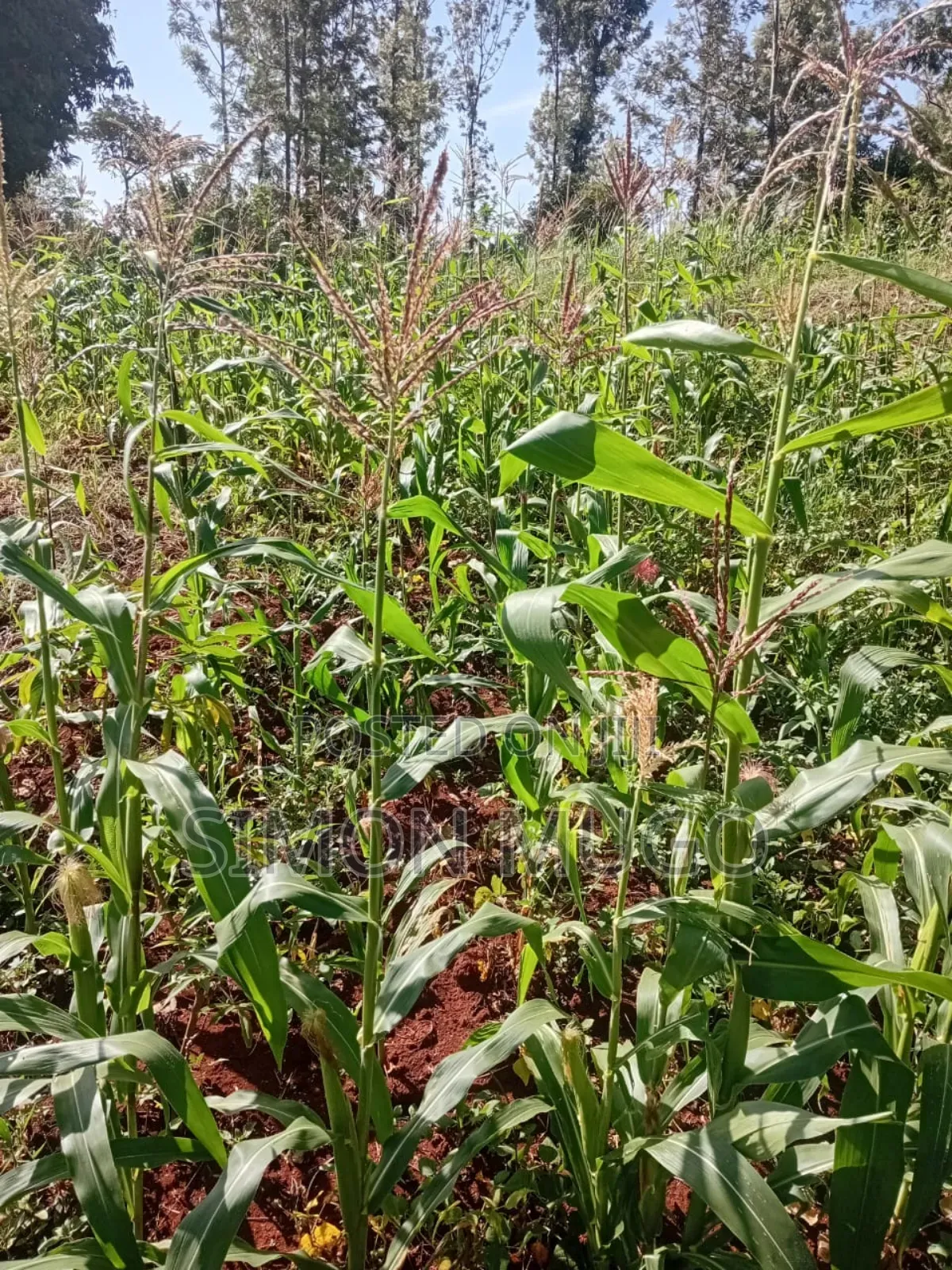 Maragua Summary Prime 14ac Ideal for Town Houses, Avocado Farming Etc