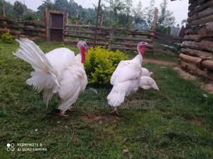 White Holland Mature Turkeys - thumbnail 2
