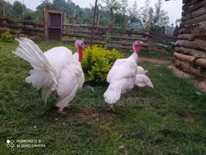 White Holland Mature Turkeys
