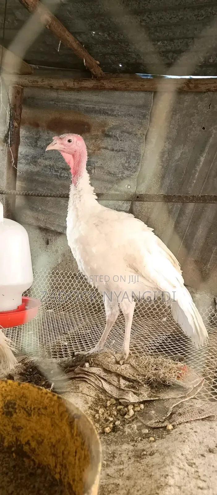 White Holland Mature Turkeys
