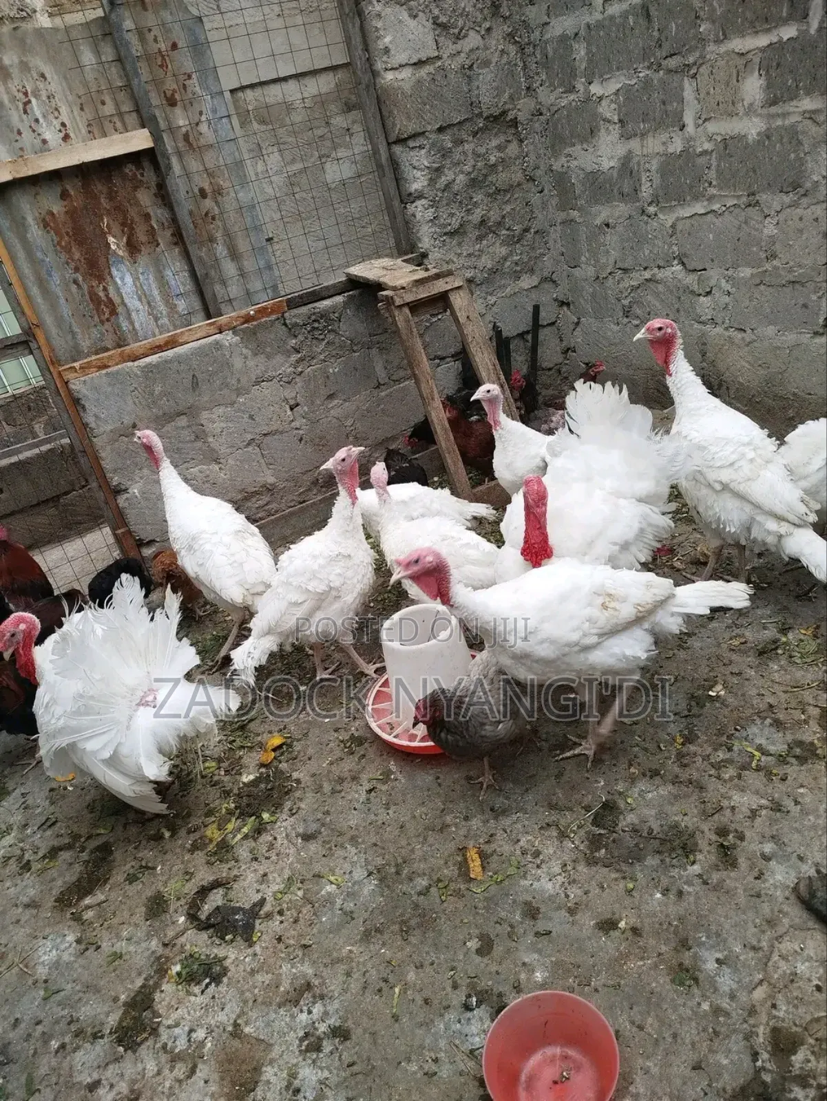 White Holland Mature Turkeys