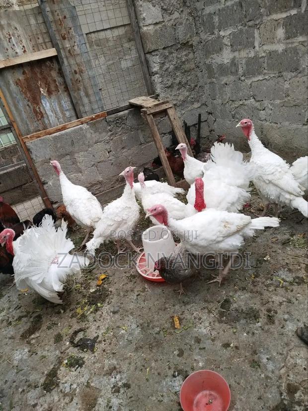 White Holland Mature Turkeys - thumbnail 4