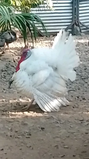 White Holland Mature Turkeys