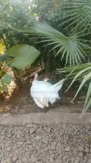 White Holland Mature Turkeys