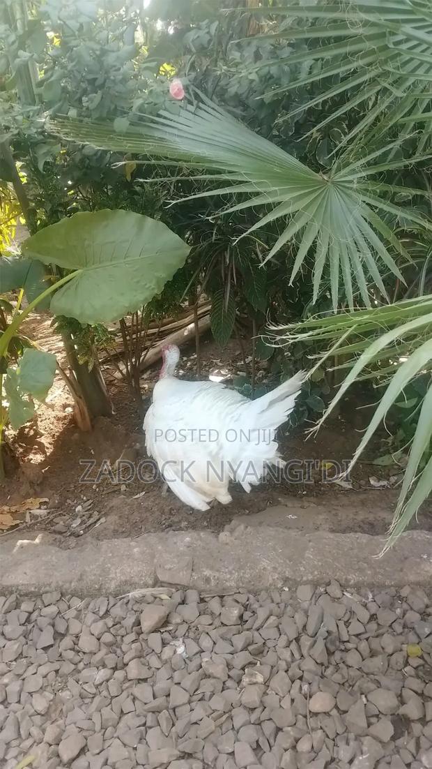 White Holland Mature Turkeys - thumbnail 6