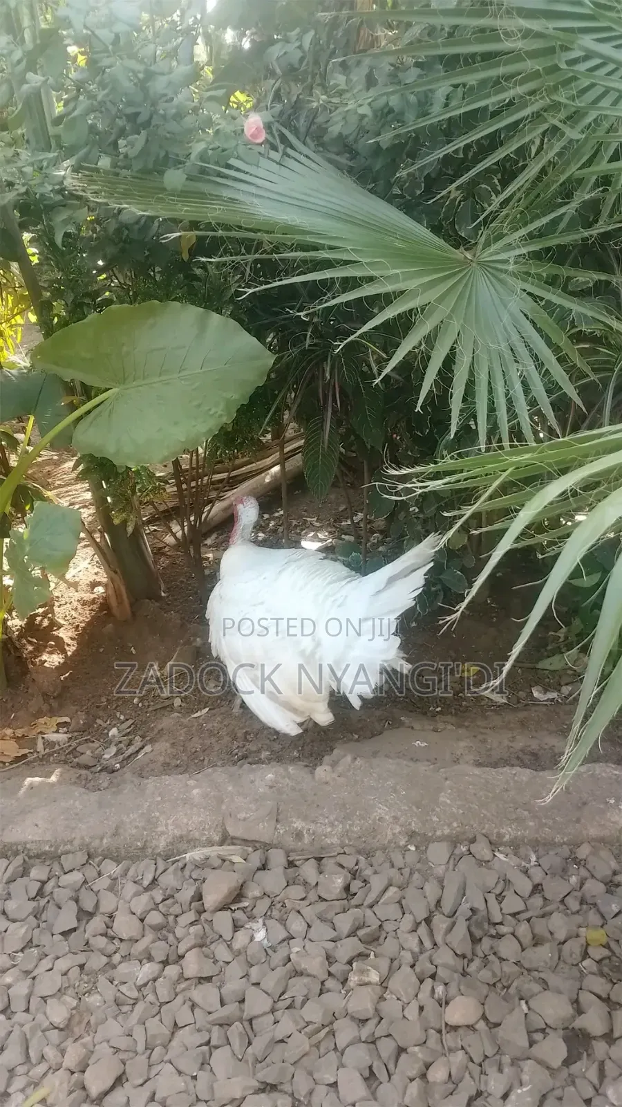 White Holland Mature Turkeys