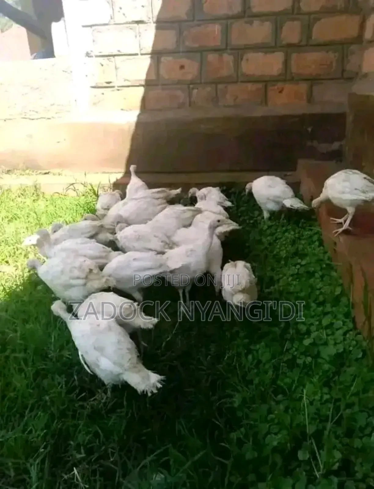 White Holland Mature Turkeys