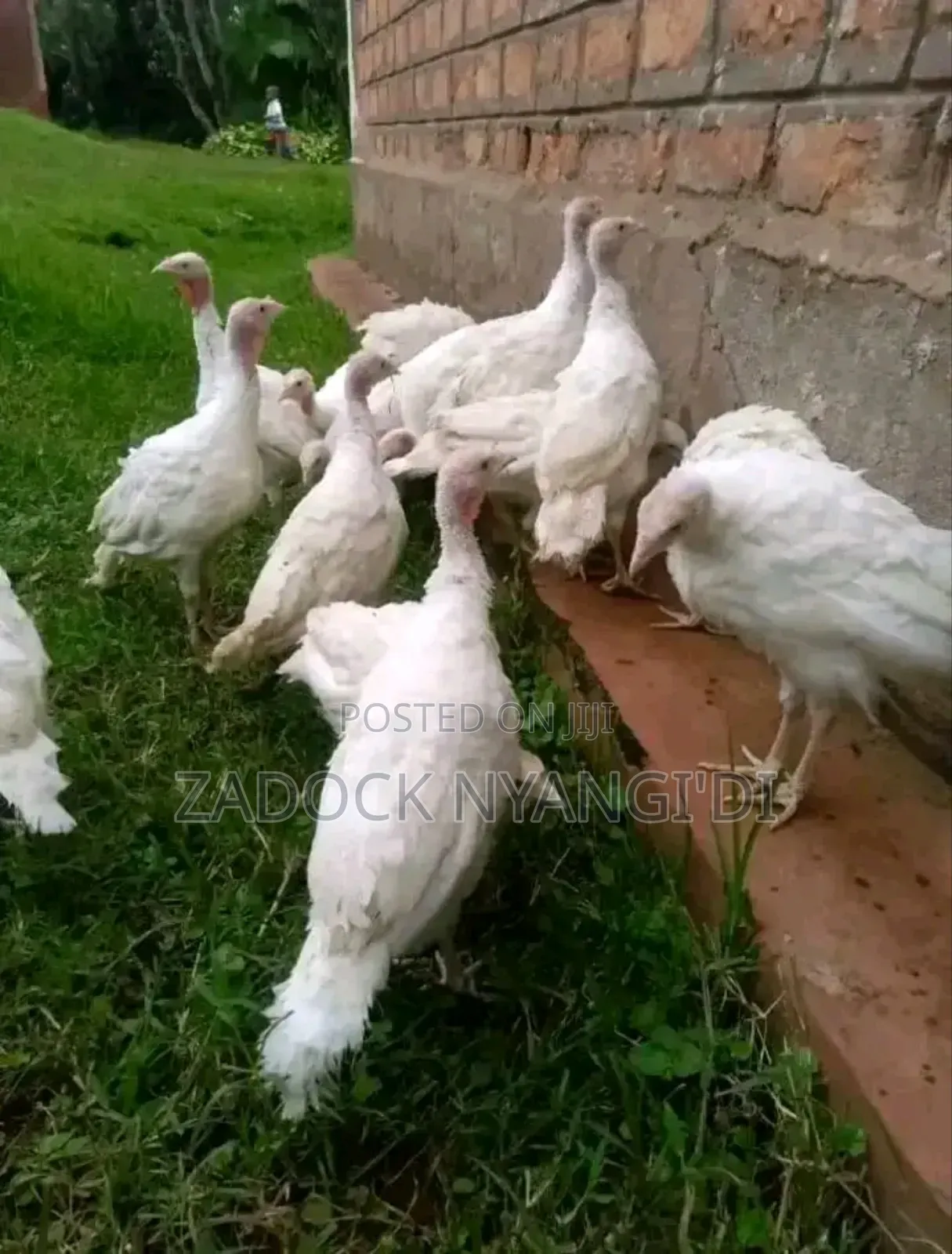 White Holland Mature Turkeys