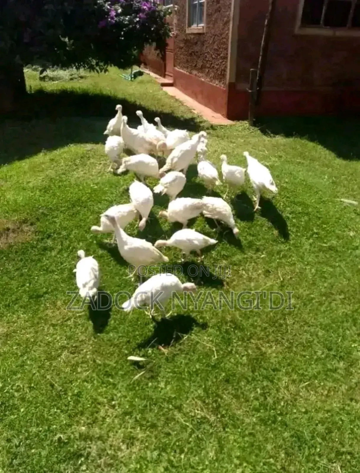 White Holland Mature Turkeys