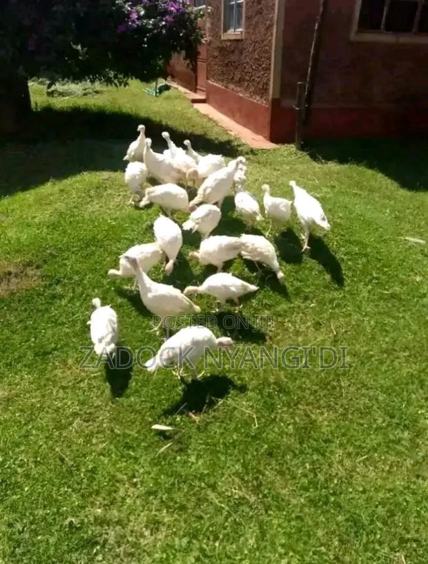 White Holland Mature Turkeys - thumbnail 9