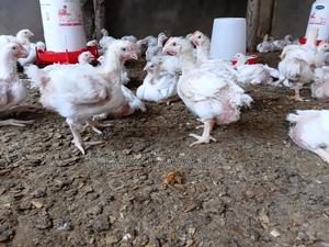 Broilers For Sale - main view