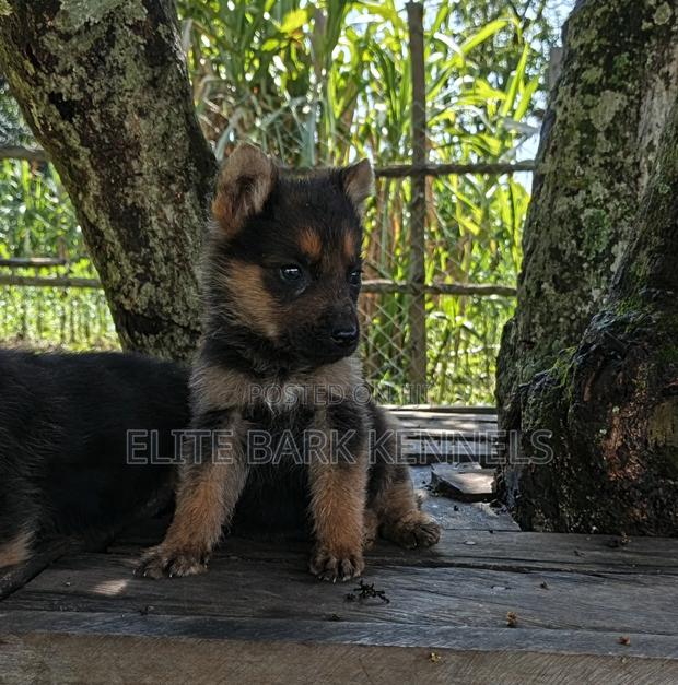 1-3 months Male Purebred German Shepherd - main view