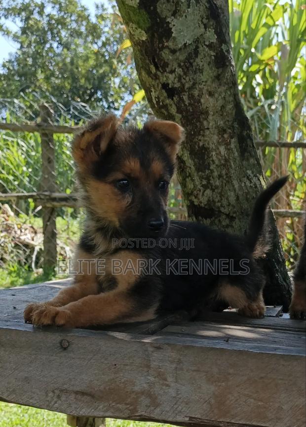 1-3 months Male Purebred German Shepherd - thumbnail 2