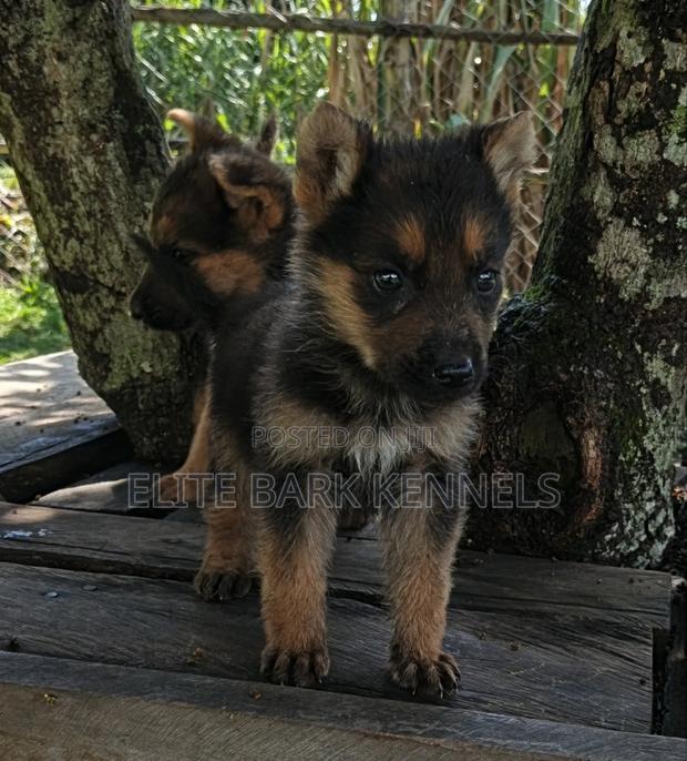 1-3 months Male Purebred German Shepherd - thumbnail 3