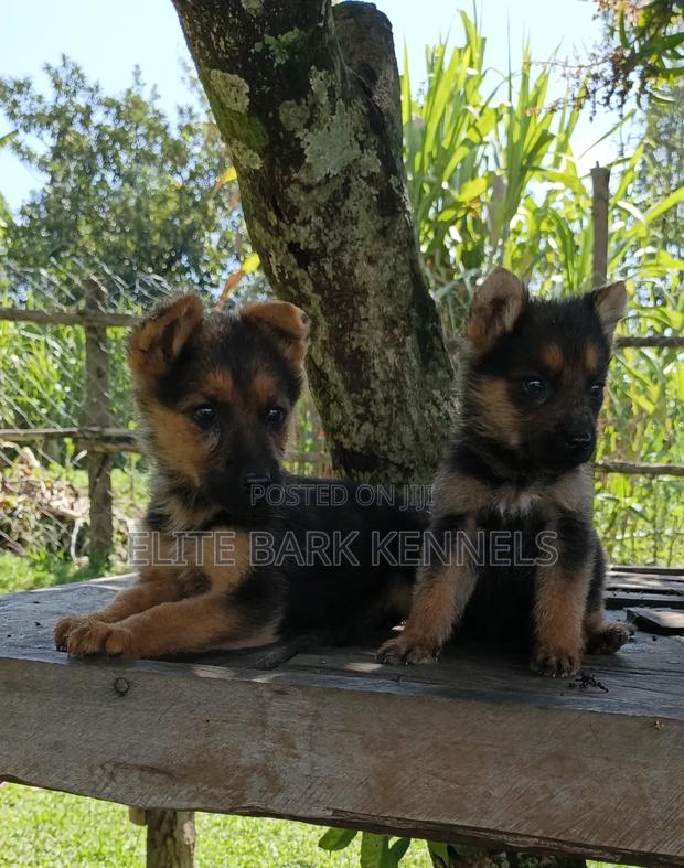 1-3 months Male Purebred German Shepherd - thumbnail 4