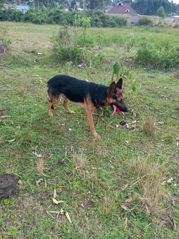 1+ year Male Purebred German Shepherd - thumbnail 3