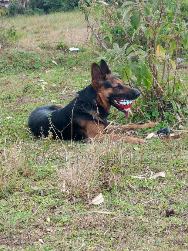 1+ year Male Purebred German Shepherd - thumbnail 4