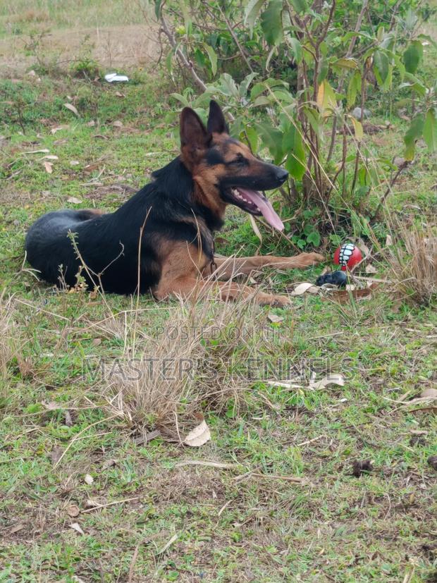 1+ year Male Purebred German Shepherd - main view