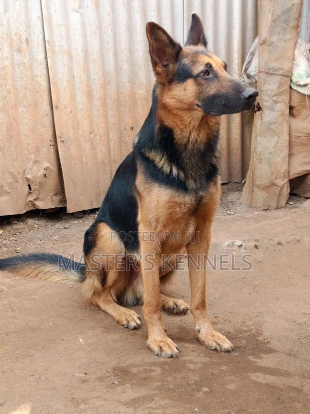 1+ year Male Purebred German Shepherd - thumbnail 5