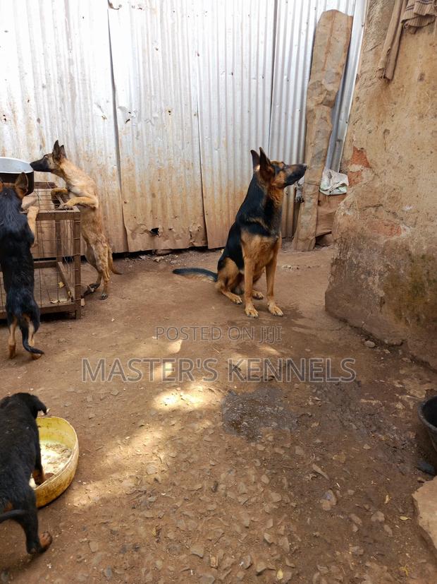 1+ year Male Purebred German Shepherd - thumbnail 6