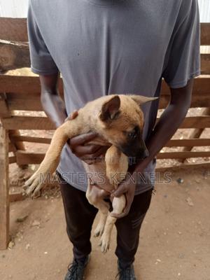1-3 months Male Purebred Belgian Malinois