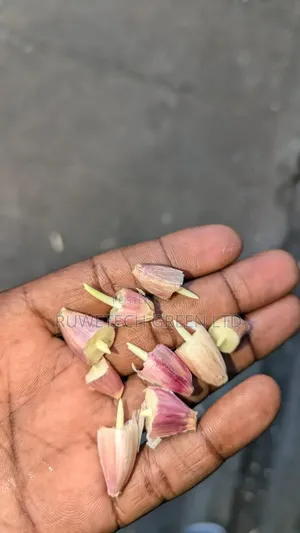 Garlic Cloves/Seeds